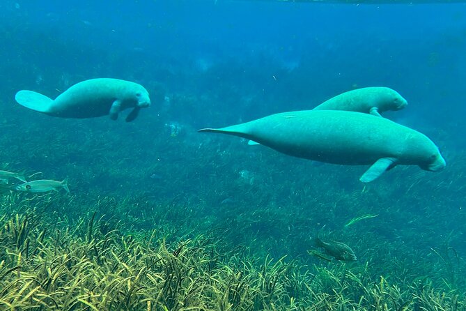 Sassy’s Silver Springs Kayak and Paddleboard Tours - Wildlife expectations: exciting, but never guaranteed