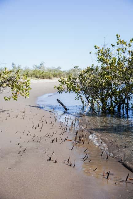 Sea Kayak Tour - Mangrove Safari - Key points before you paddle