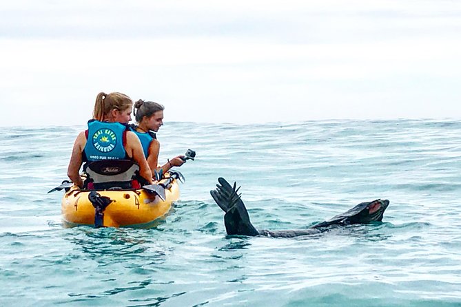 Seal Kayaking Adventure in Kaikoura - Key points to know before you book