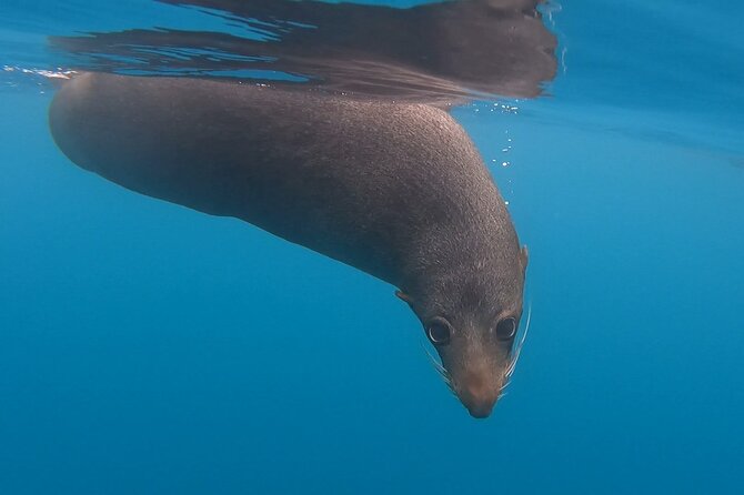 Seal Kayaking Adventure in Kaikoura - Why pedal kayaks work so well for wildlife watching