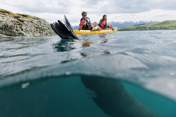Seal Kayaking Adventure in Kaikoura - Searching the rocks for New Zealand fur seals
