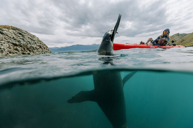 Seal Kayaking Adventure in Kaikoura - Choosing between a wildlife trip and sunset