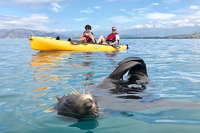 Seal Kayaking Adventure in Kaikoura - Meeting at 18 Beach Road in Kaikoura
