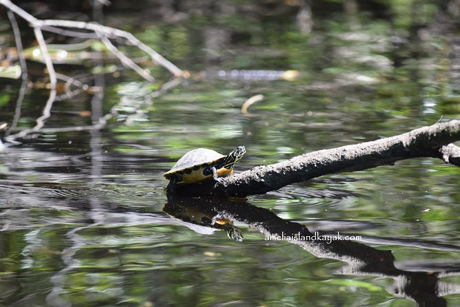 Self Guided Family Friendly Kayak Rental Experience Old Florida - Weather can change the day