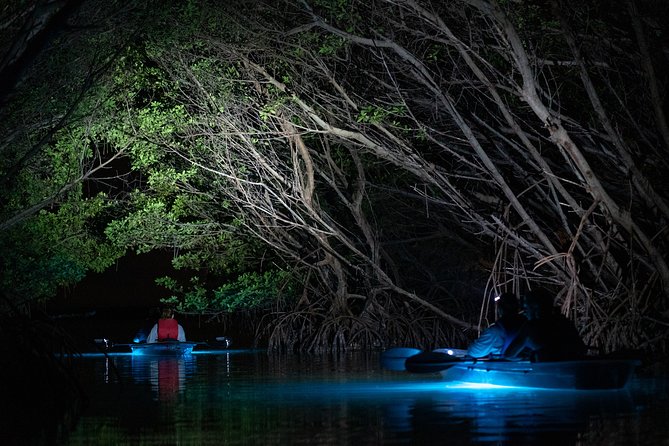 Shell Key Clear Kayak Sunset & Glow Tours - Wildlife sightings are possible, not promised