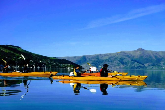 Shore Excursion Guided Sea Kayaking through Akaroa Marine Reserve - Key points before you book