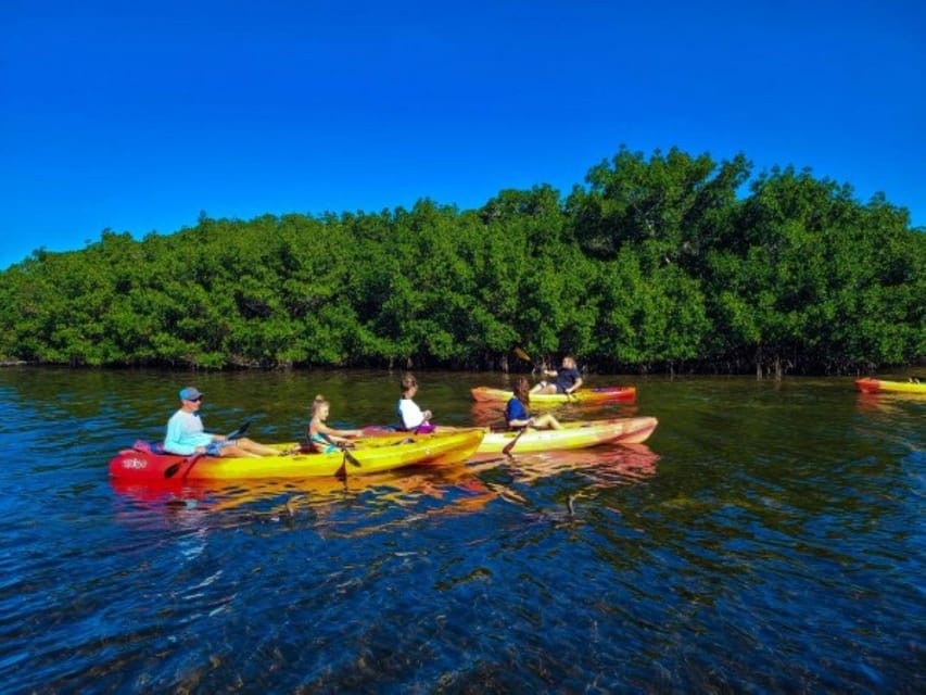 Siesta Key: Mangrove Kayak or Paddleboard Tour - Wildlife Without the Alligator Worry