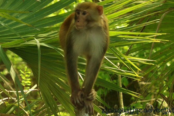 Silver Springs Clear Kayak Manatee, Monkey & Wildlife Adventures - Key things to know before you book