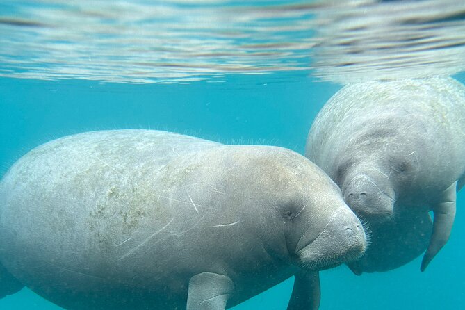 Silver Springs Clear Kayak Manatee, Monkey & Wildlife Adventures - Choosing between a tandem kayak, solo kayak, and paddleboard