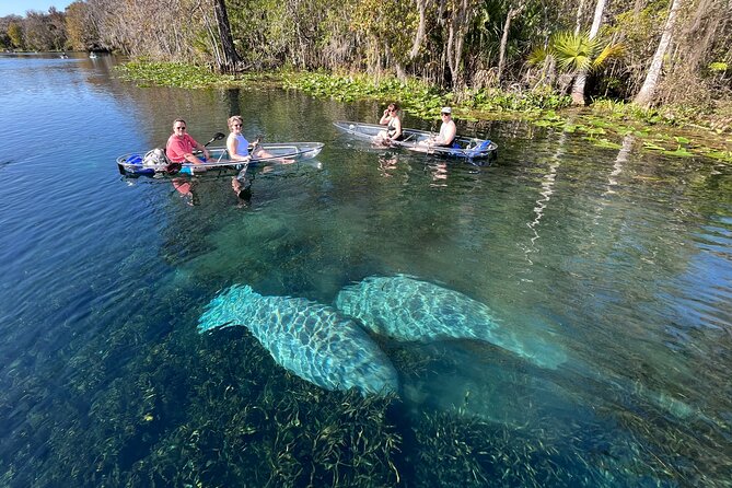 Silver Springs: Clear Kayak Wildlife Adventure - Why the Clear Kayak Makes Silver Springs Special