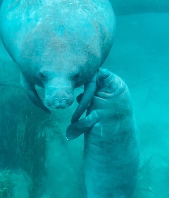 Silver Springs: Glass Bottom Kayak and Wildlife Tour - Is $65 a fair price?
