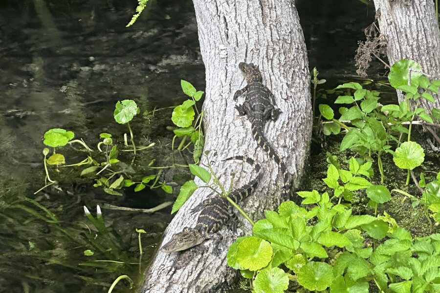 Silver Springs: Guided Clear Kayak or Paddleboard Gator Tour - Entering Silver Springs State Park