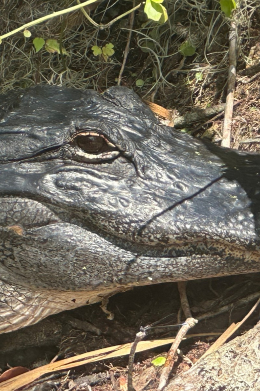 Silver Springs: Guided Clear Kayak or Paddleboard Gator Tour - Hearing the story behind the movie props