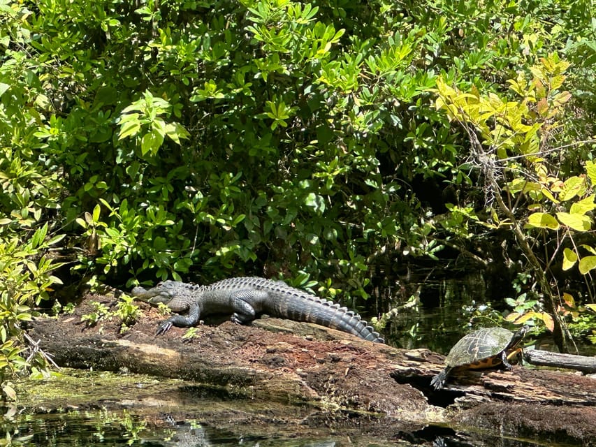 Silver Springs: Guided Clear Kayak or Paddleboard Gator Tour - What the two-hour route feels like