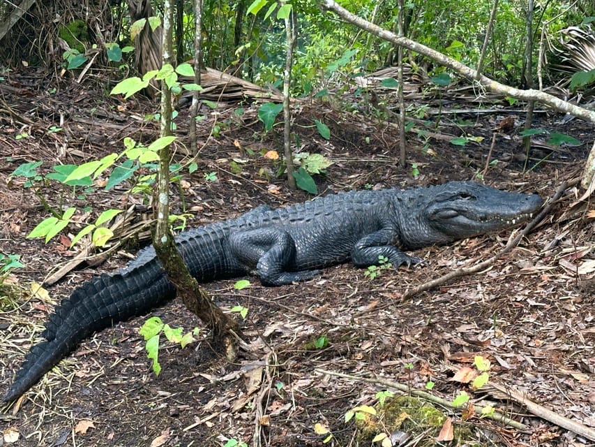 Silver Springs: Guided Clear Kayak or Paddleboard Gator Tour - The real value of the $80 price