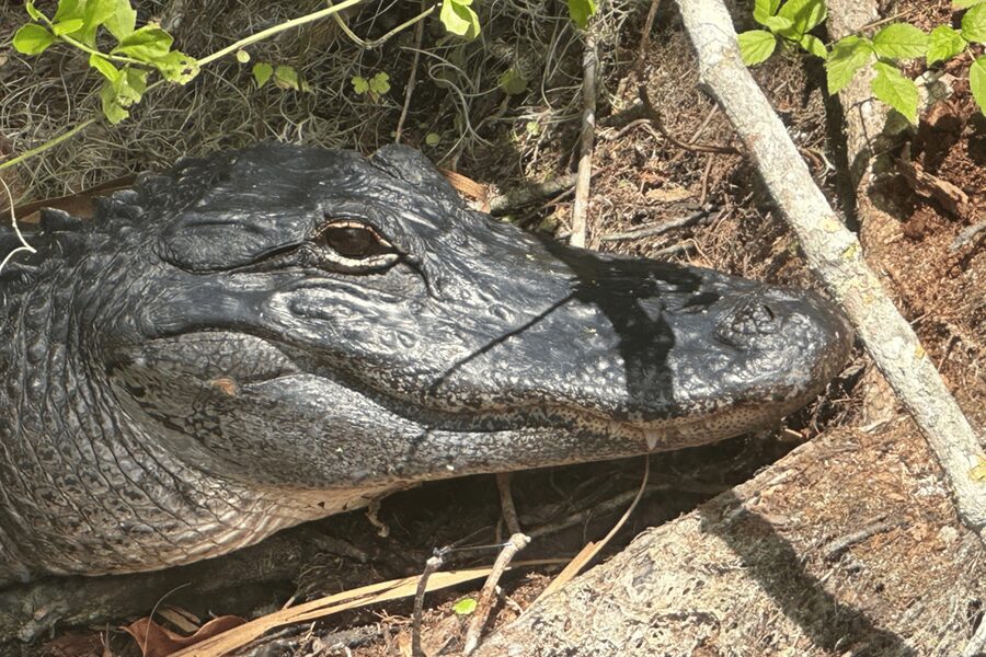 Silver Springs: Guided Clear Kayak or Paddleboard Gator Tour - A few practical ways to improve the outing