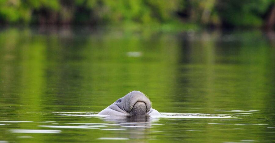Silver Springs Manatee Kayaking Tour - Why Silver Springs is best seen from a kayak