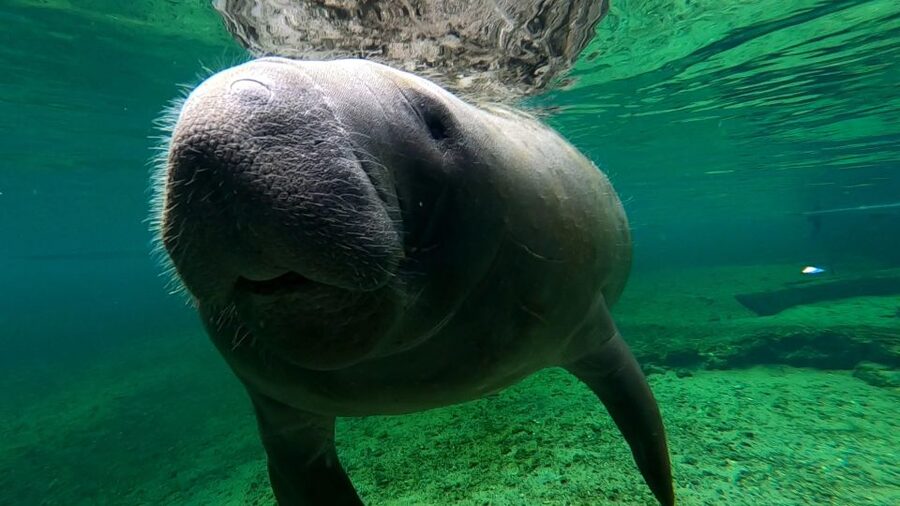 Silver Springs Manatee Kayaking Tour - How the $65 price works for you