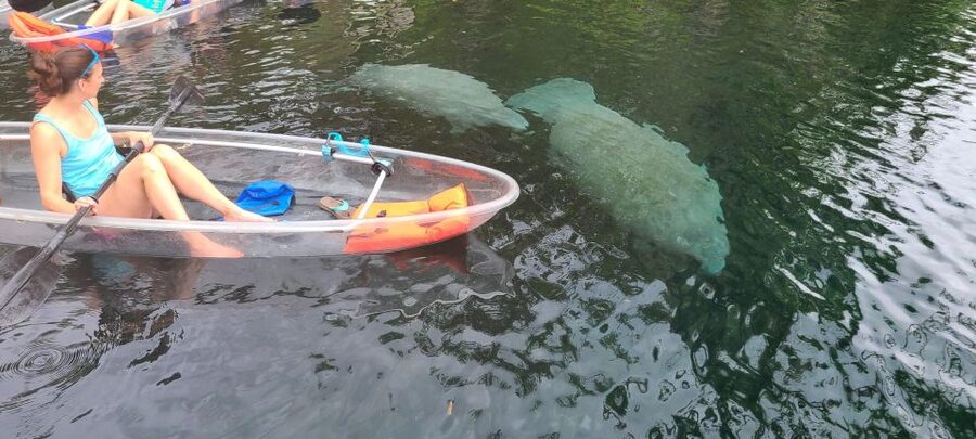 Silver Springs: Manatees and Monkeys Clear Kayak Guided Tour - Is $80 per person good value?
