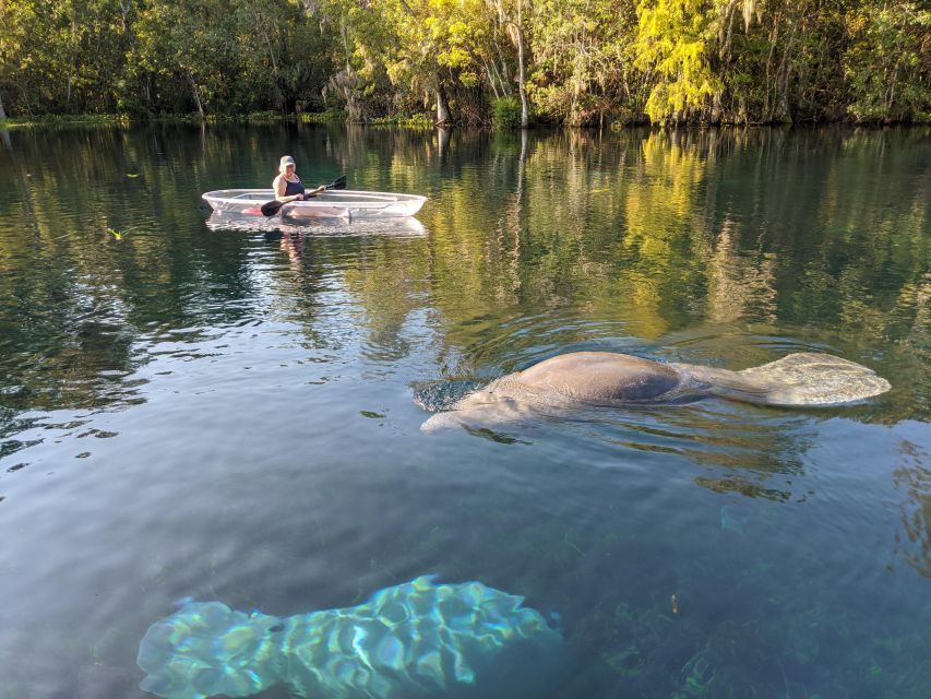 Silver Springs: Manatees and Monkeys Clear Kayak Guided Tour - The wildlife route through Silver Springs