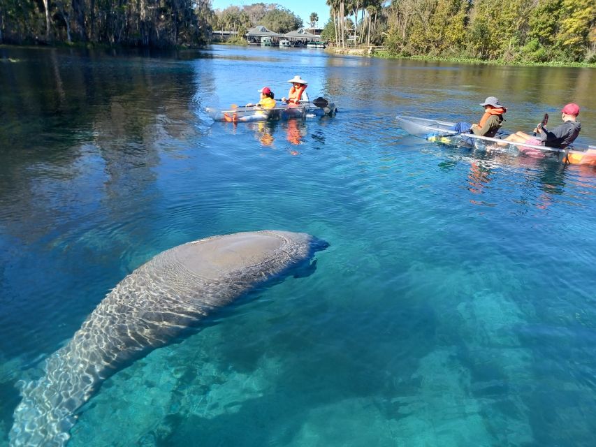 Silver Springs: Manatees and Monkeys Clear Kayak Guided Tour - Photos without carrying a camera