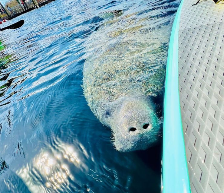 Silver Springs: Manatees and Monkeys Clear Kayak Guided Tour - Check-in at the paddle center