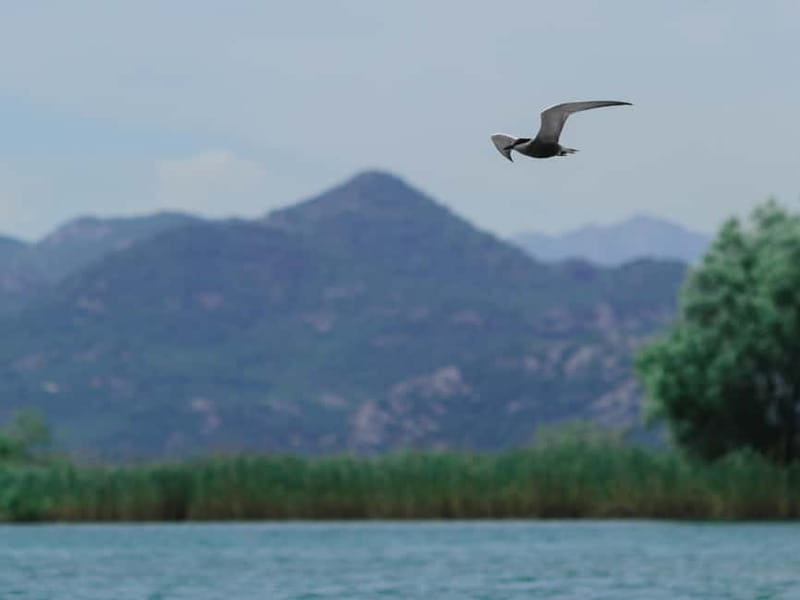 Skadar Lake: 4-Hour Guided tours on Kayak - Key points to know before booking