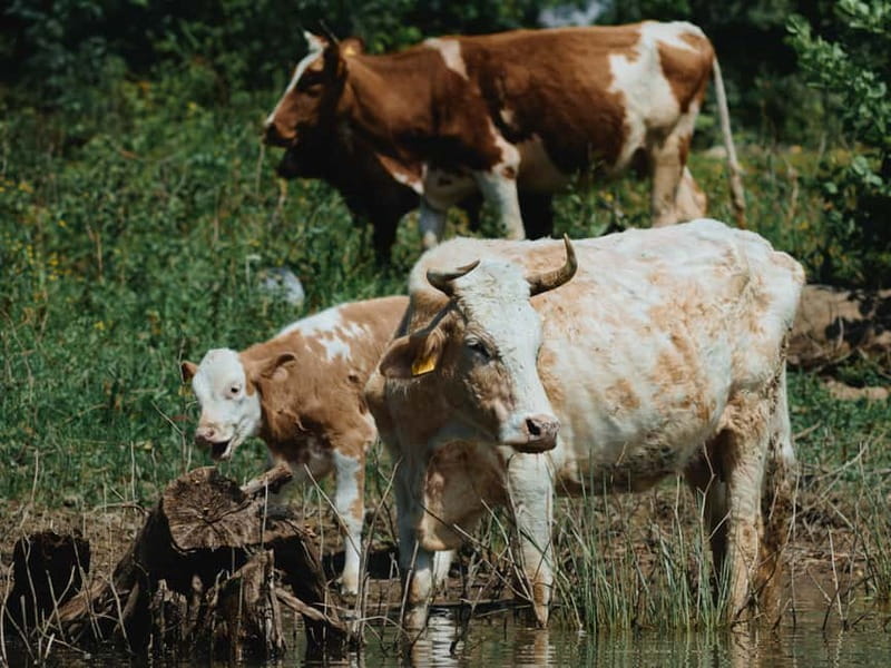 Skadar Lake: 4-Hour Guided tours on Kayak - What to bring and how to prepare