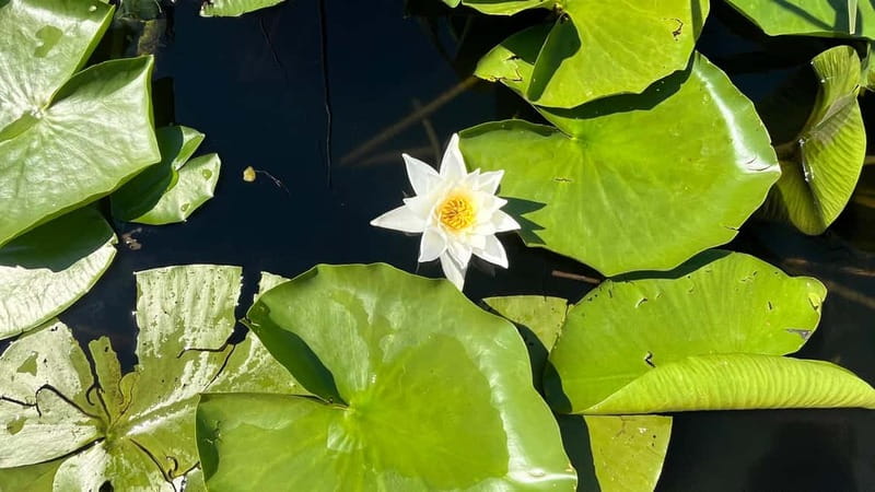 Skadar Lake: 4-Hour Guided tours on Kayak - What the four-hour schedule really means