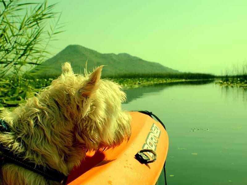 Skadar Lake National Park: Eco-friendly Kayak Adventure - Key points at a glance