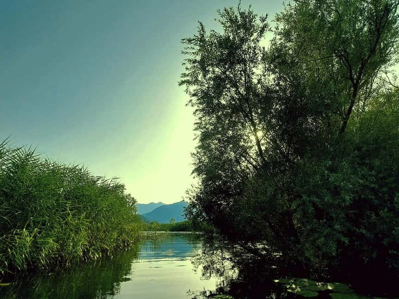 Skadar Lake National Park: Eco-friendly Kayak Adventure - Paddling through channels and water lilies
