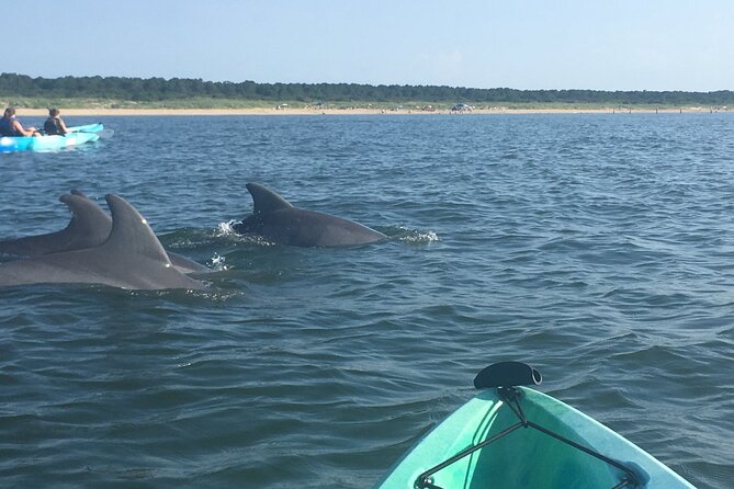 Small Group Dolphin Kayak Eco-Tour - Following the coast toward Cape Henry