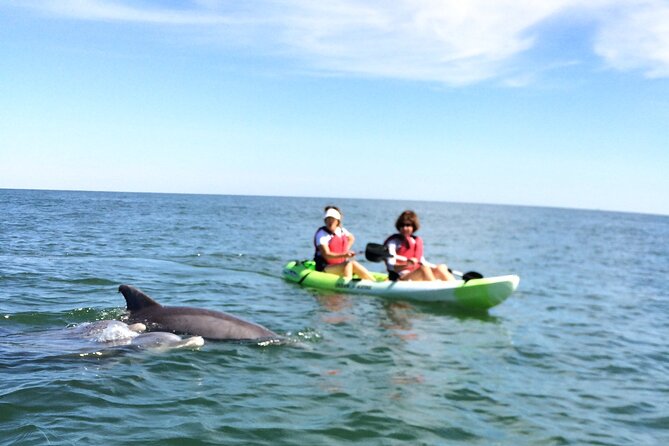 Small Group Dolphin Kayak Eco-Tour - What families and beginners should know