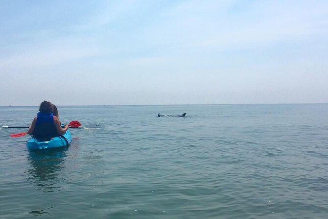 Small Group Dolphin Kayak Eco-Tour - Timing, weather, and what to bring