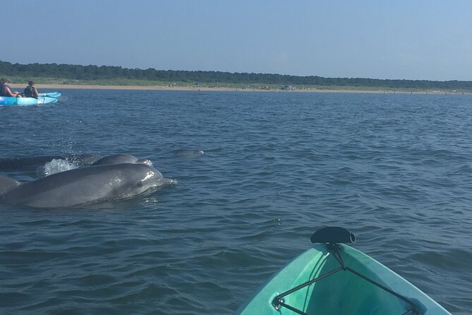 Small Group Dolphin Kayak Eco-Tour - When this tour makes sense for you