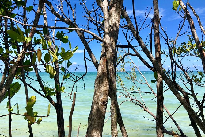 Small Group Kayak Tour of the Shell Key Preserve - Timing, weather, and cancellation details
