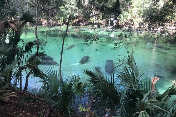 Small Group Manatee Discovery Kayak Tour near Orlando - Key points to know before you book