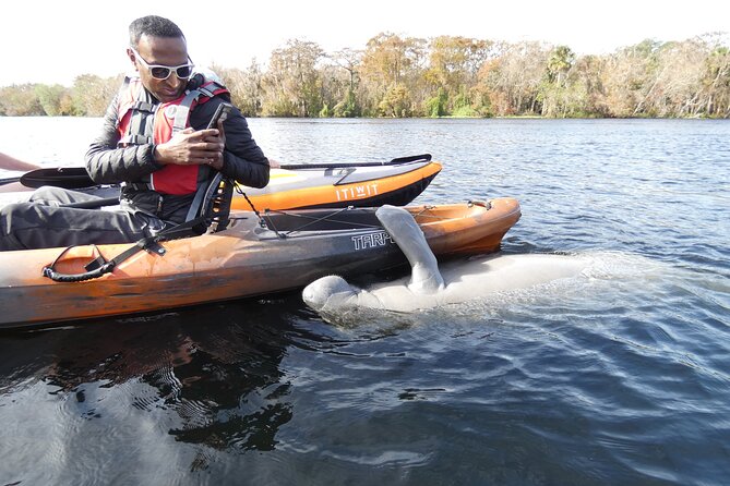 Small Group Manatee Discovery Kayak Tour near Orlando - Why Blue Spring makes such a good manatee outing