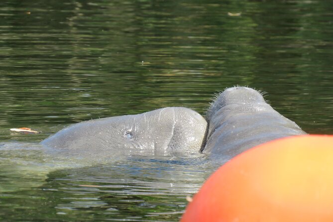 Small Group Manatee Discovery Kayak Tour near Orlando - What to wear and what to bring