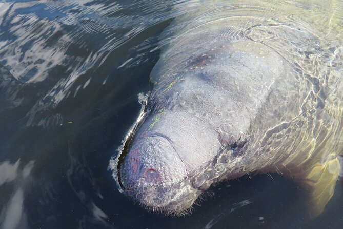 Small Group Manatee Discovery Kayak Tour near Orlando - The first 15 minutes: check-in, gear, and paddling basics
