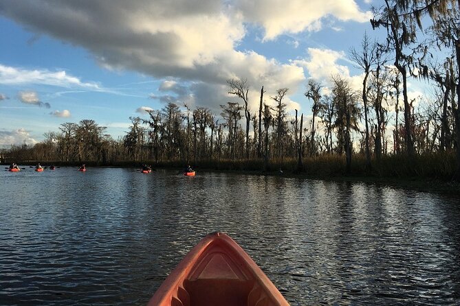Small-Group Manchac Swamp Kayak Tour - Cypress trees, shallow channels, and quiet water