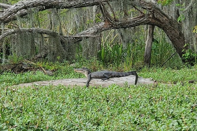 Small-Group Manchac Swamp Kayak Tour - What to wear and pack for two and a half hours