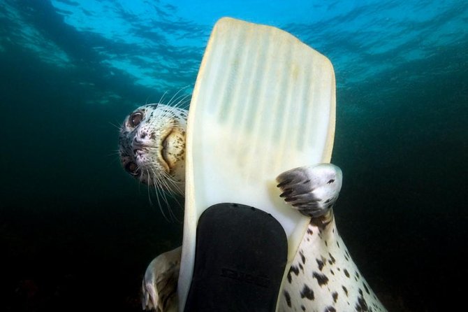 Snorkel, Kayak, and Seal Adventure: Vancouver Boat Tour - Key points to know before you book