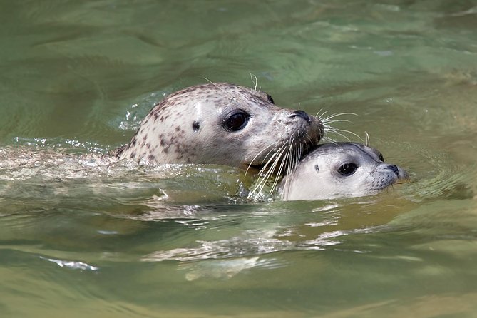 Snorkel, Kayak, and Seal Adventure: Vancouver Boat Tour - Soup, snacks, and Howe Sound scenery
