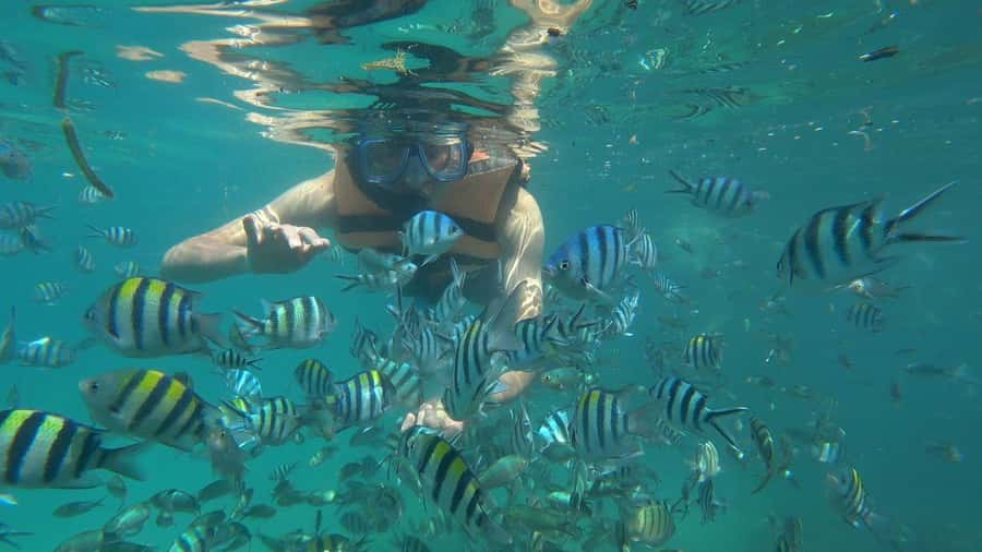 Snorkeling Kayaking Fishing Swimming Activities - Snorkeling over coral, shells, and Nemo fish