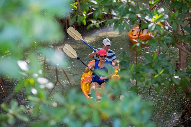 SoCoHo Eco Half Day - Mangrove Kayak & Reef Snorkeling - What the $135 price really covers