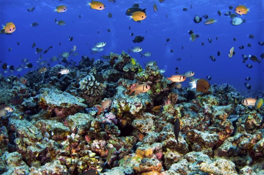 South Maui: Premium Turtle Town Kayak and Snorkel Tour - Guides make the difference