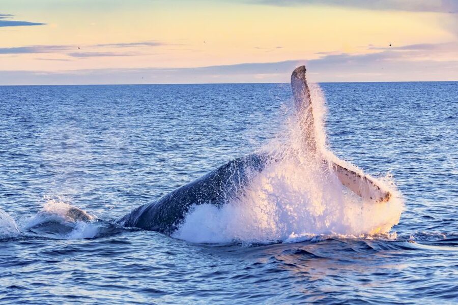 South Maui: Whale Watch Kayaking and Snorkel Tour in Kihei - Key points at a glance