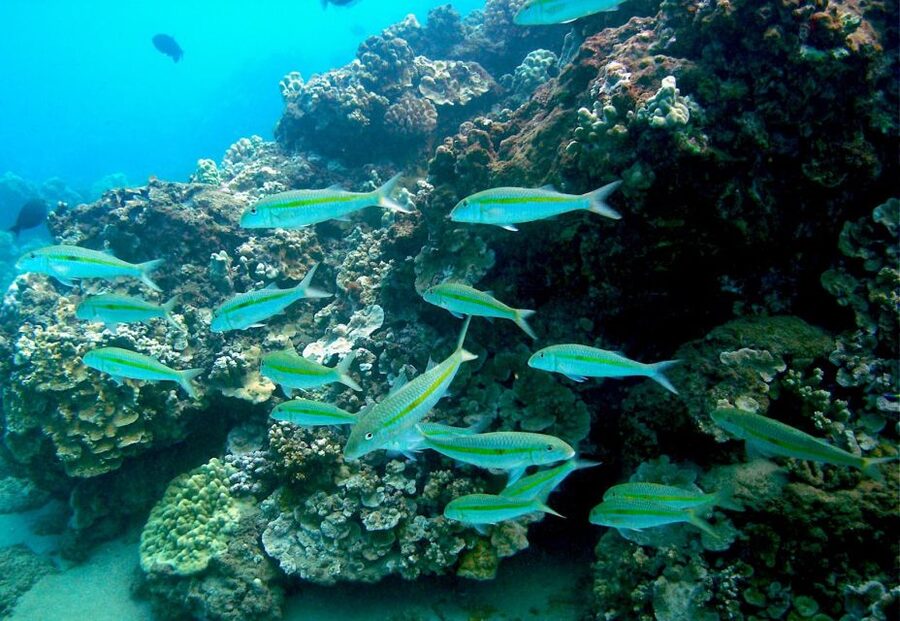 South Maui: Whale Watch Kayaking and Snorkel Tour in Kihei - Who will enjoy this Maui outing