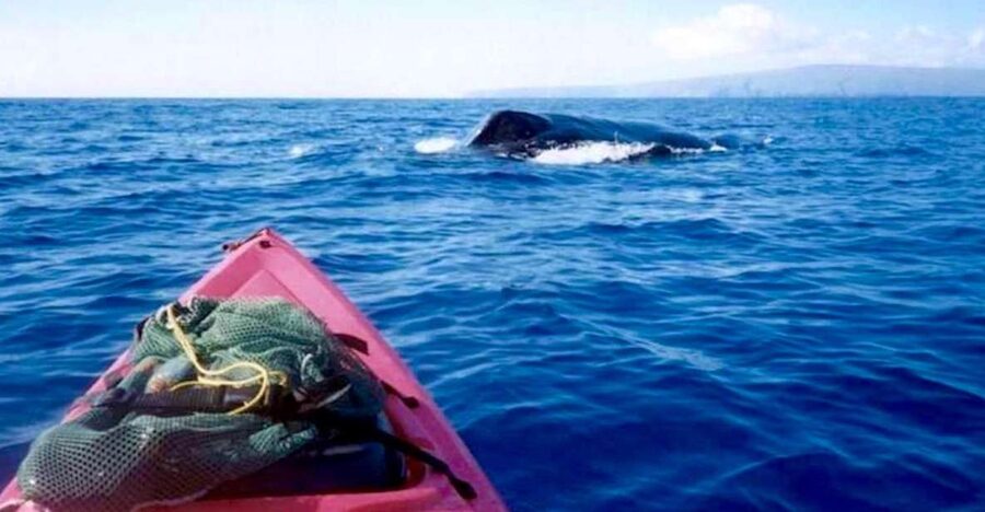 South Maui: Whale Watch Kayaking and Snorkel Tour in Kihei - Paddling into whale country